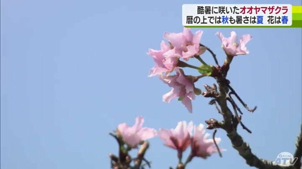 酷暑の中サクラ開花　暦は「秋」気温は「真夏」花は「春」